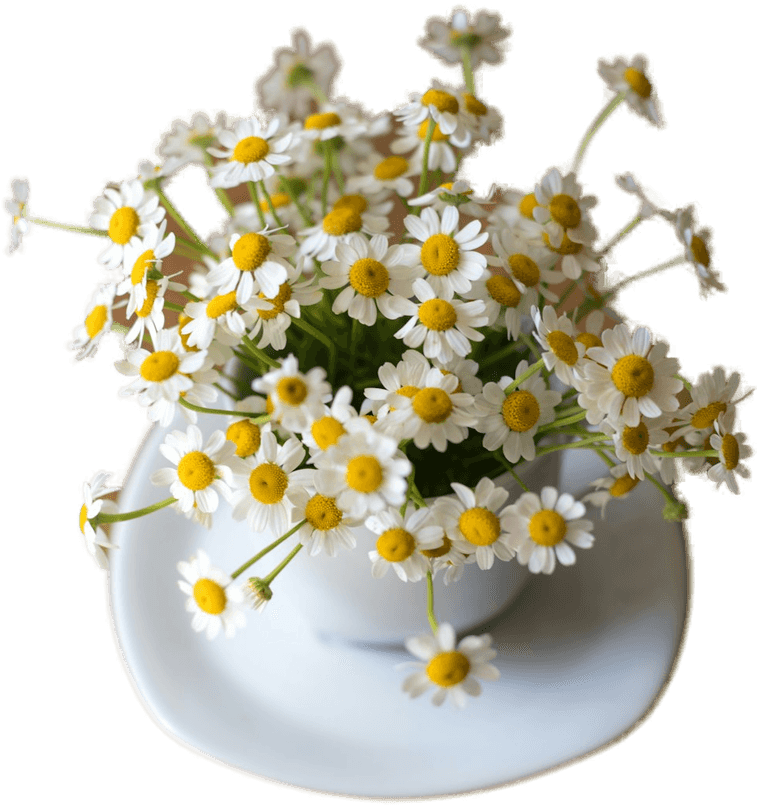 Flori de mușețel, sursă de nectar pentru miere poliflora naturală